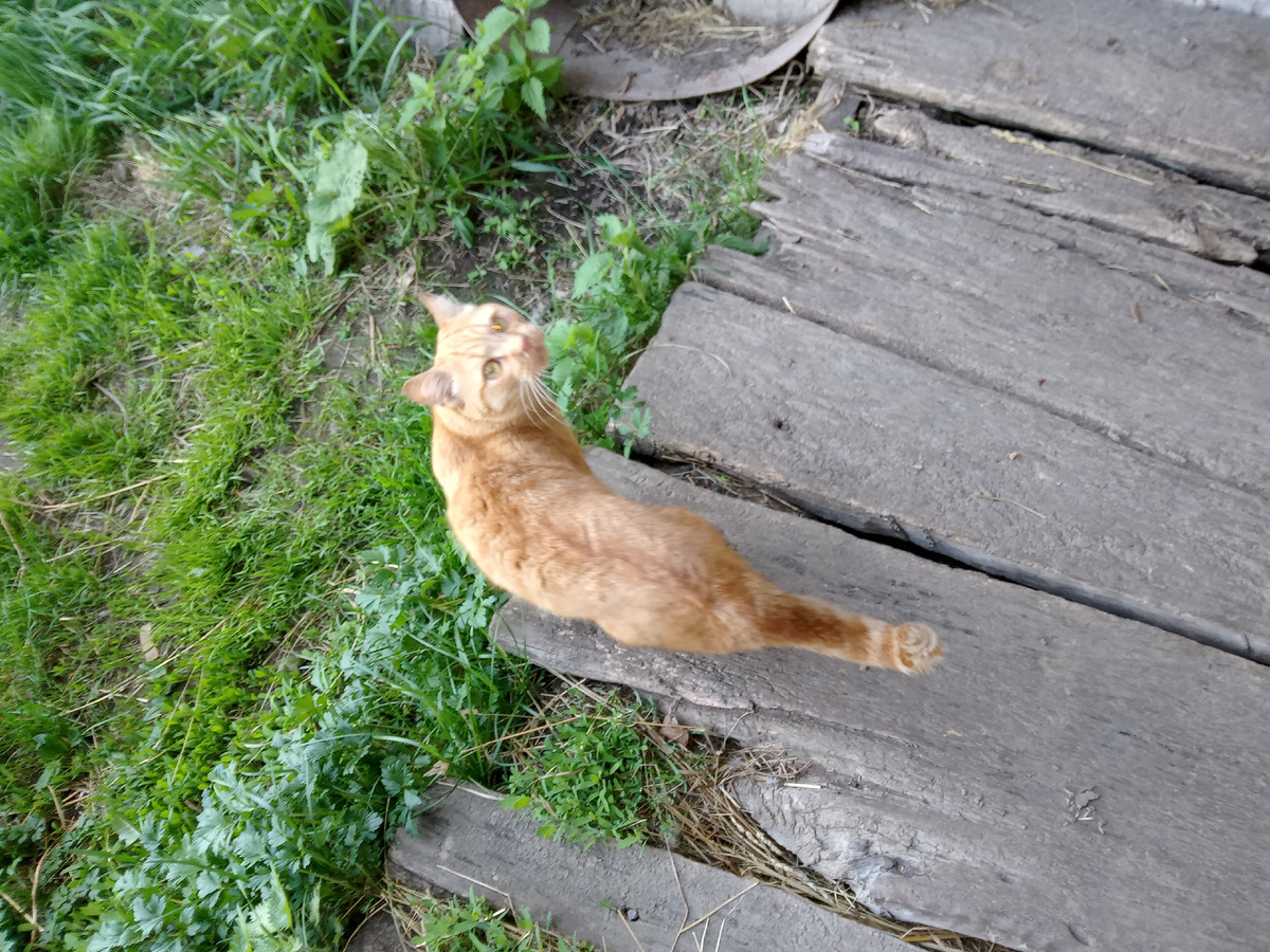 Котик Ян, вид сверху, делал для вас фото