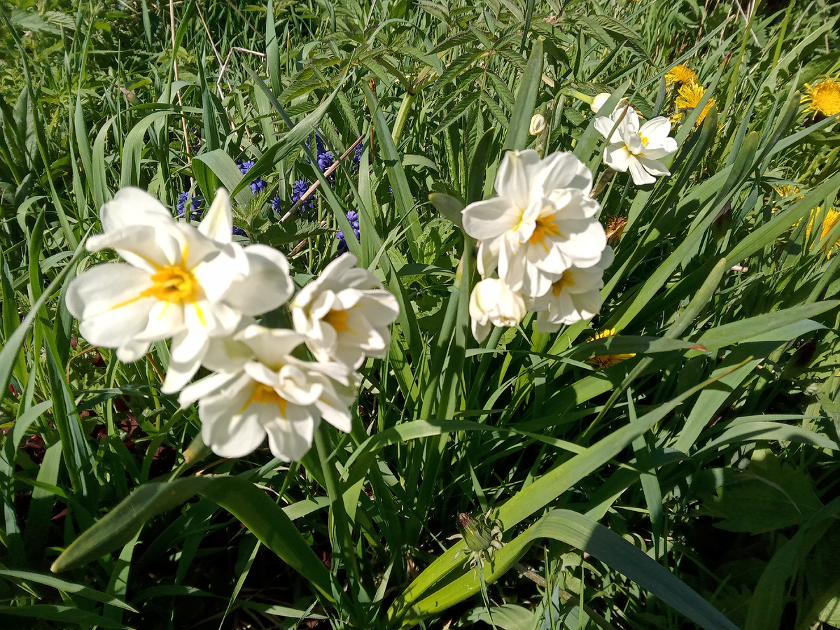 Нарцисс многоцветковый