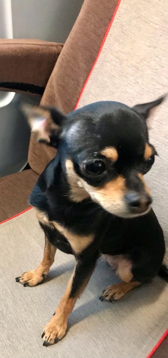 Всем добрый день! Только сегодня нашла в себе силы написать для своих подписчиков, куда я пропала. С 17 мая я в такой депрессии, погибла моя собачка, сейчас пишу и слезы не могу остановить. 