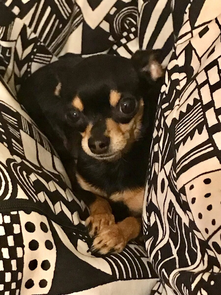 По документам нашу малышку зовут Валотта, что означает " цветочек". И она , действительно, была как цветочек, такая нежная и милая, но только для своих, чужих никого к себе не подпускала. 