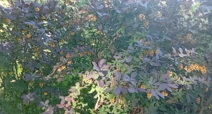 Барбарис 