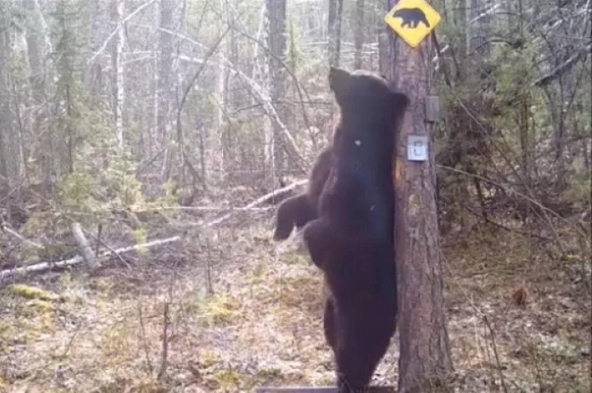   В заповеднике камера записала «танец» медведя в Красноярском крае