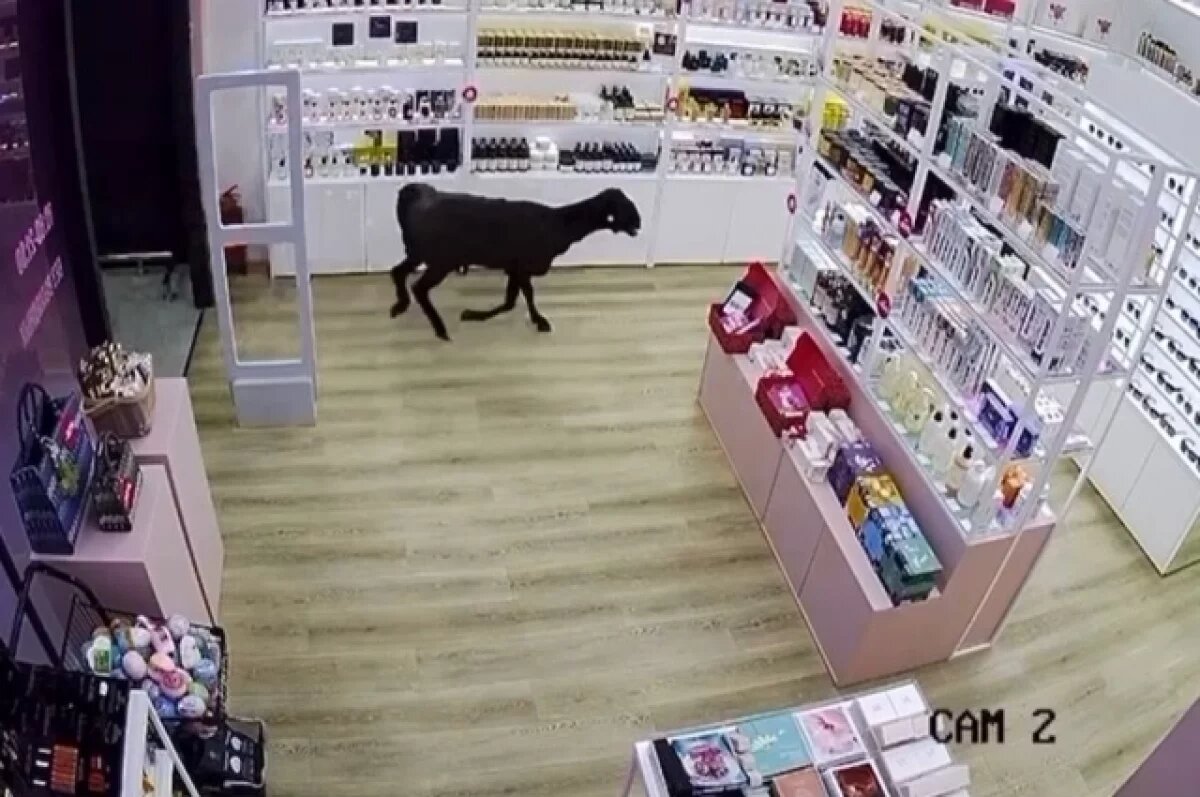    В Артеме коза посетила магазин, во Владивостоке свинья гуляла по улице