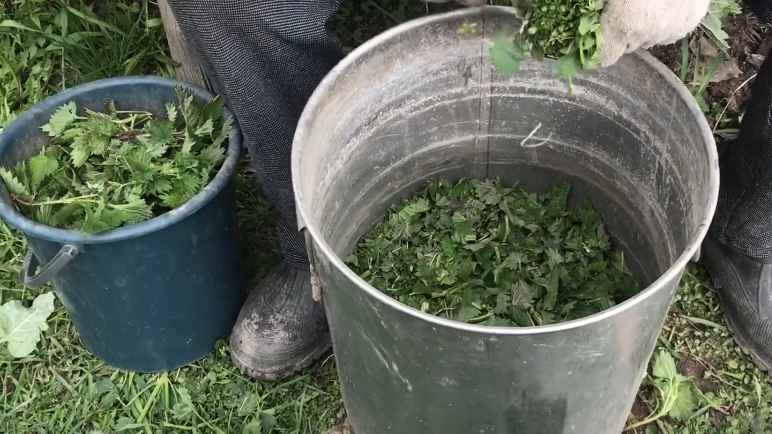 Крапива - царица огорода