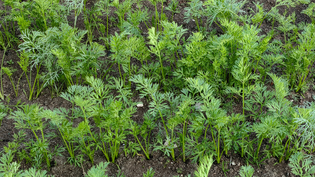 Эксперимент третий год подряд показывает одинаковый результат