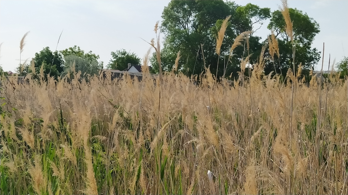 Вдоль дороги к морю такой тростник