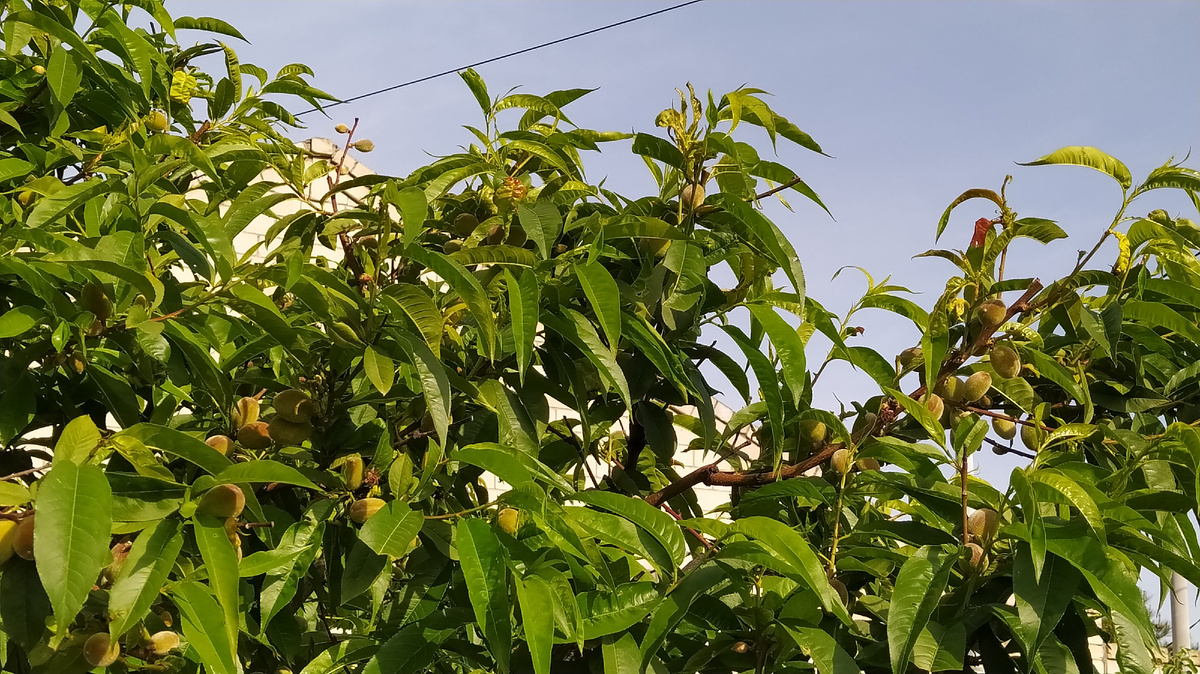 Персики спеют.