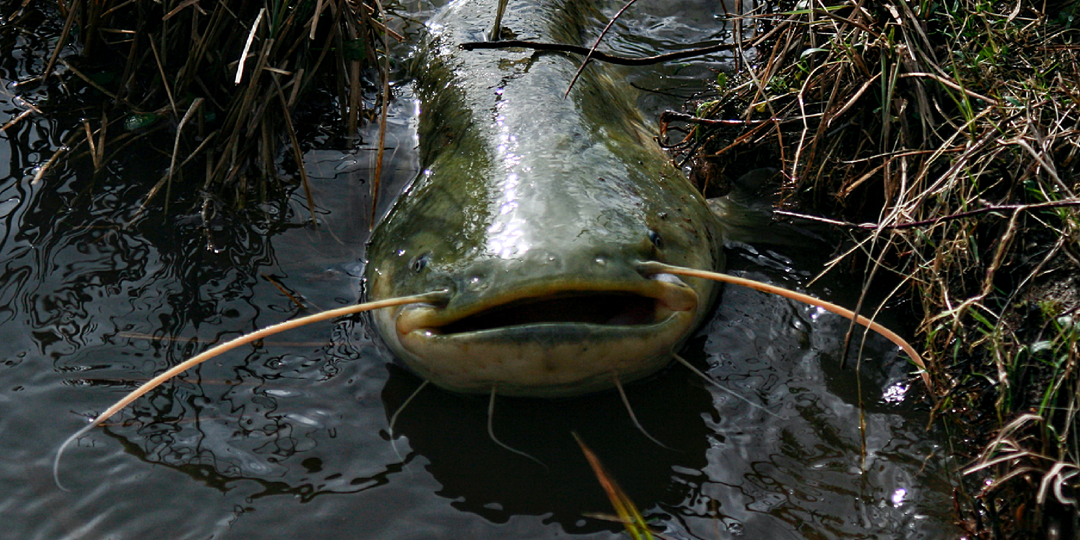 Как живёт сом: шевелит усами, охотится на птиц из засады, впадает в спячку