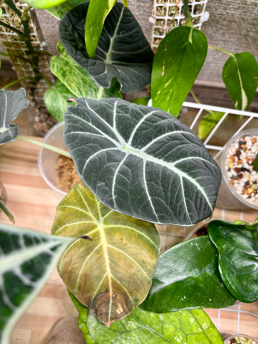 Блек Вельвет.