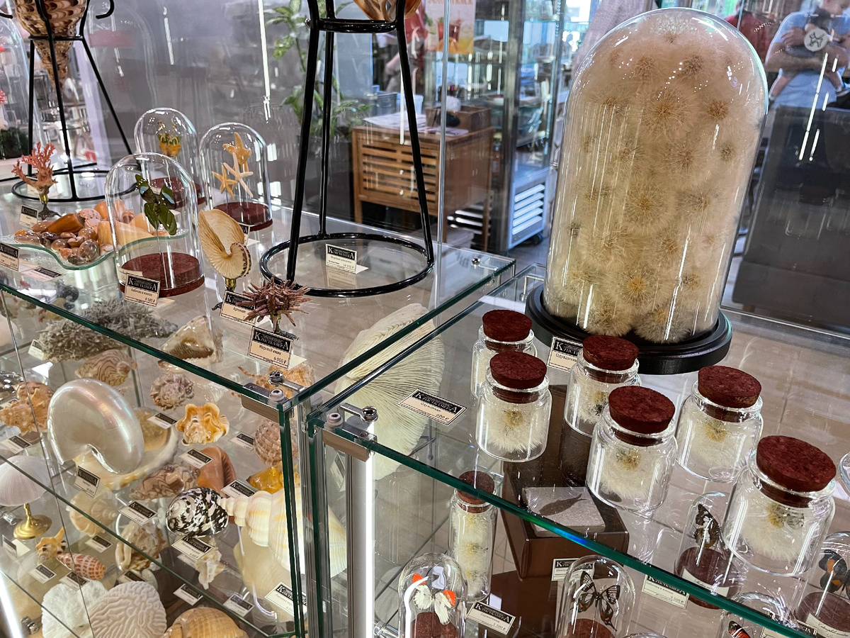 Магазин "Кунсткамера". Витрина.