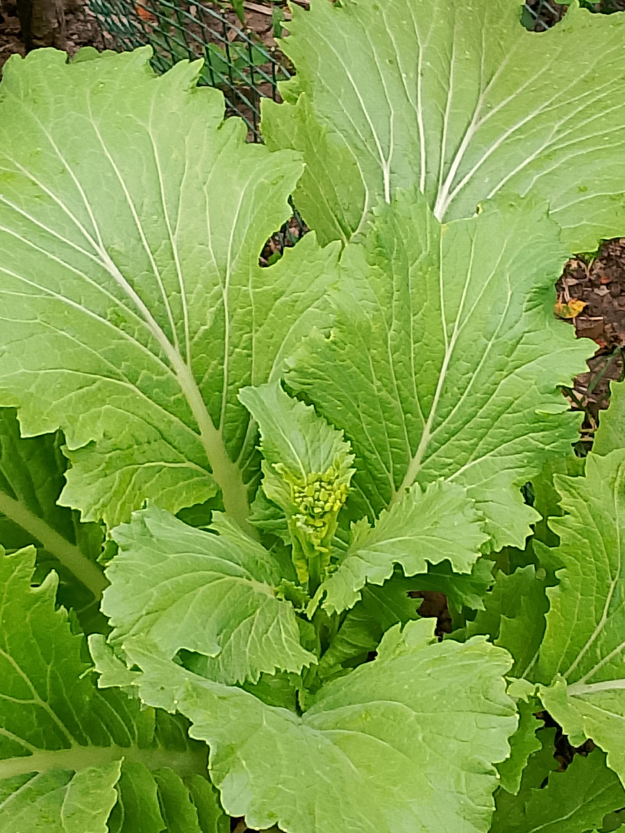 Вот такие шикарные листья. И цвести собирается. 