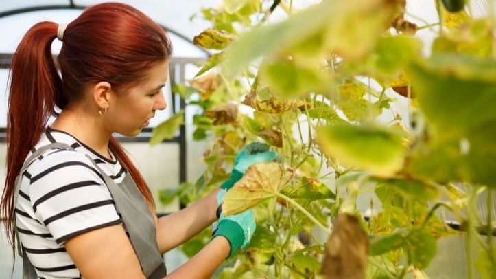 Раньше каждый июнь превращался в кошмар - растения желтели, урожай пропадал