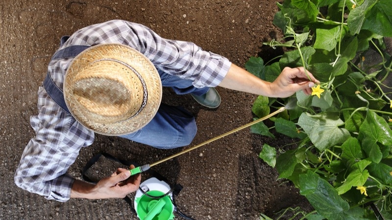 Обработка огурцов