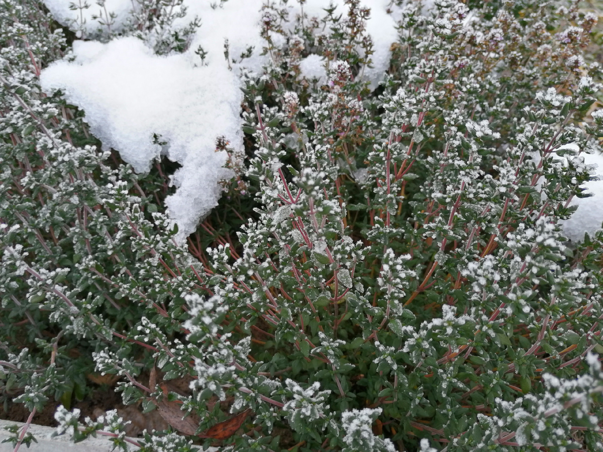 Тимьян зимой. 