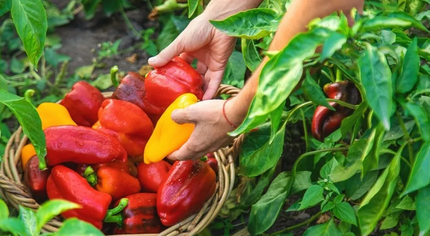 Перцы любят тесноту - миф или способ увеличить урожайность?