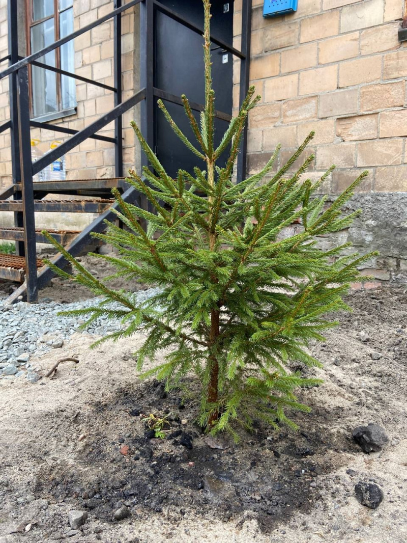    Следователи посадили елки в ПряжеСледком Карелии