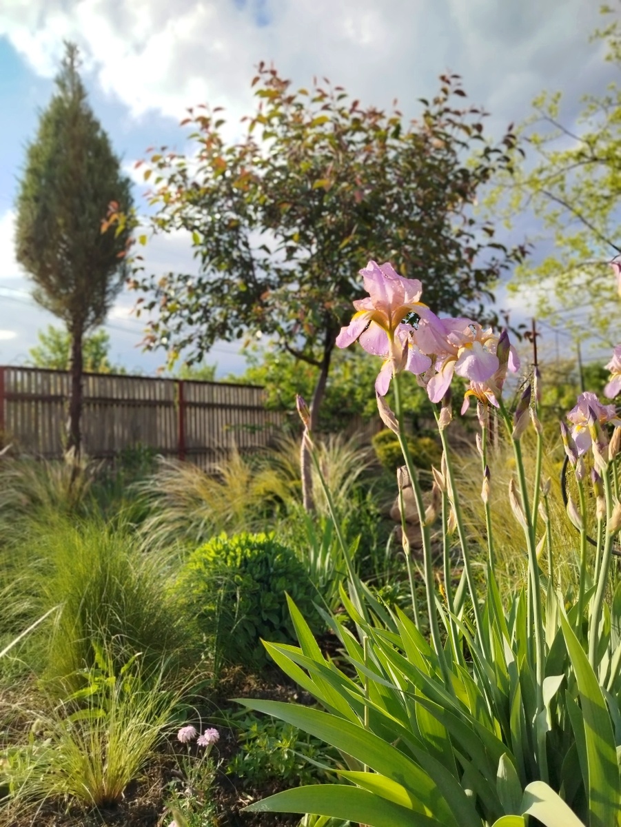 Это мои старички. После цветения уберу их из цветников.