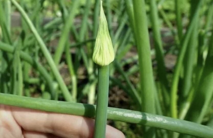 Как предотвратить стрелкование репчатого лука: 7 проверенных способов