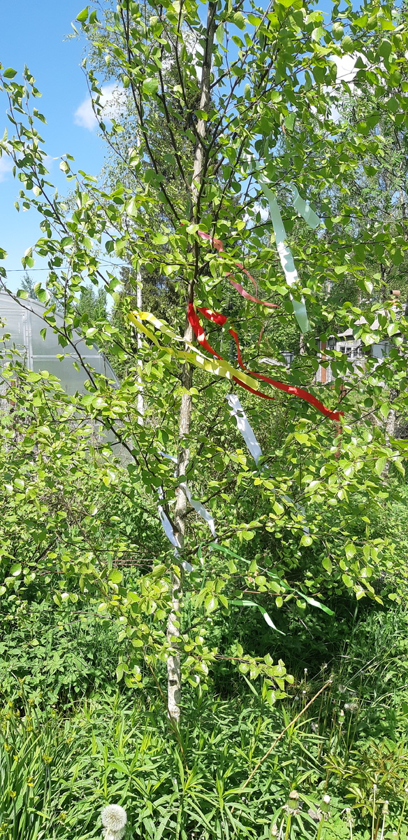 Берёза  у меня  на даче 