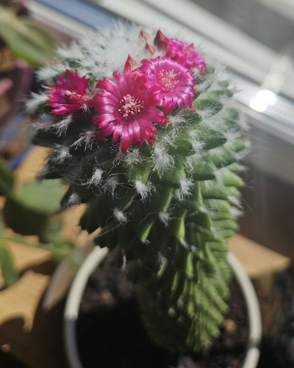 Цветение возможно даже в очень сложных условиях