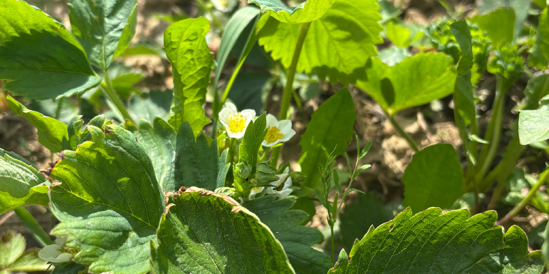 Ягоды с ладошку! Как правильно удобрять клубнику?