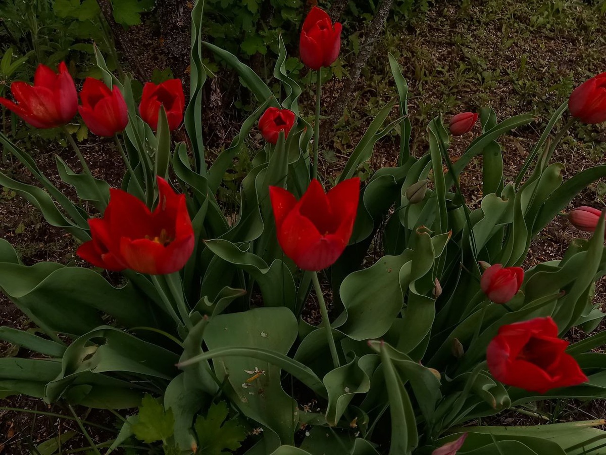 Тюльпанчики в деревне)