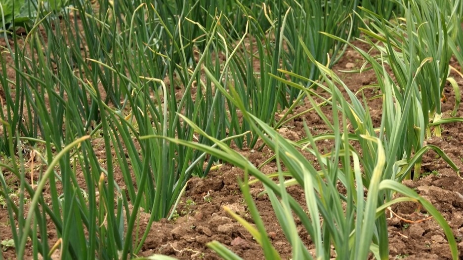 Вот так выглядел мой лук каждую весну - одно расстройство