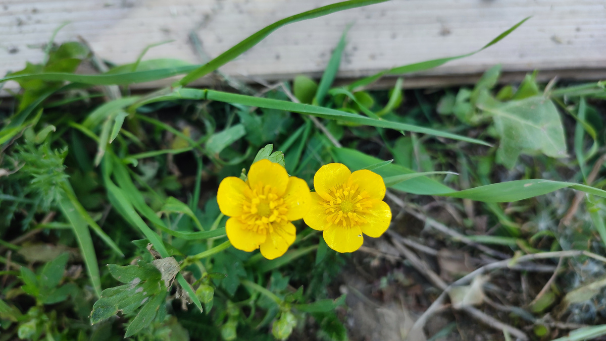 Растут, радуют глаз, но надо удалять. Огород не место для полевых цветов
