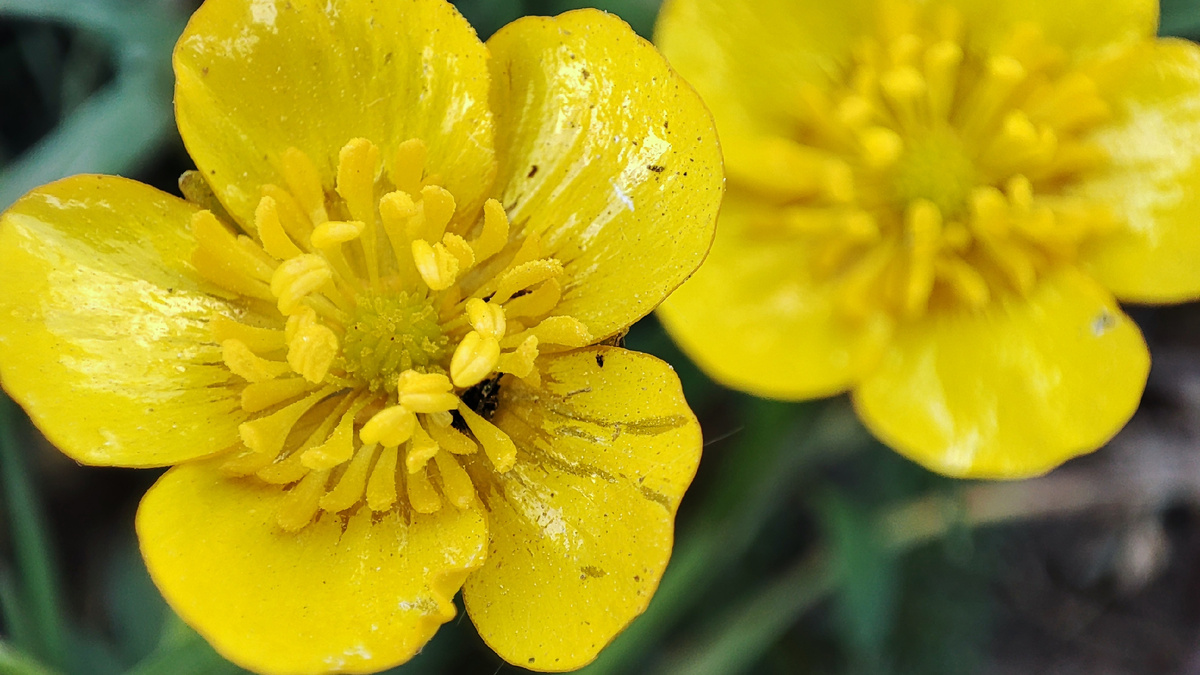 А это они же, но в съемке макро