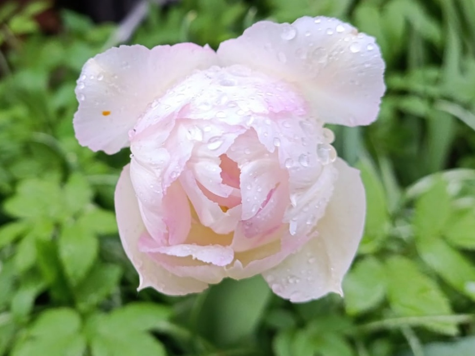 Тюльпан пионовидный, сорт Angelique