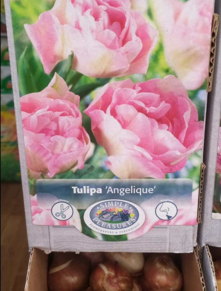 Тюльпан Angelique