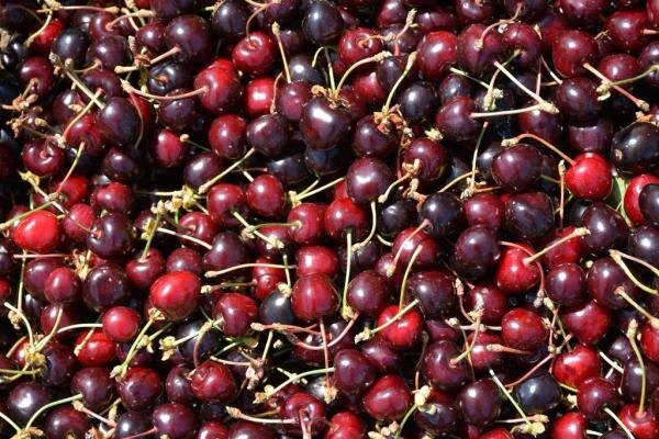    Фото сайта Минсельхоза РФ Екатерина Молчанова