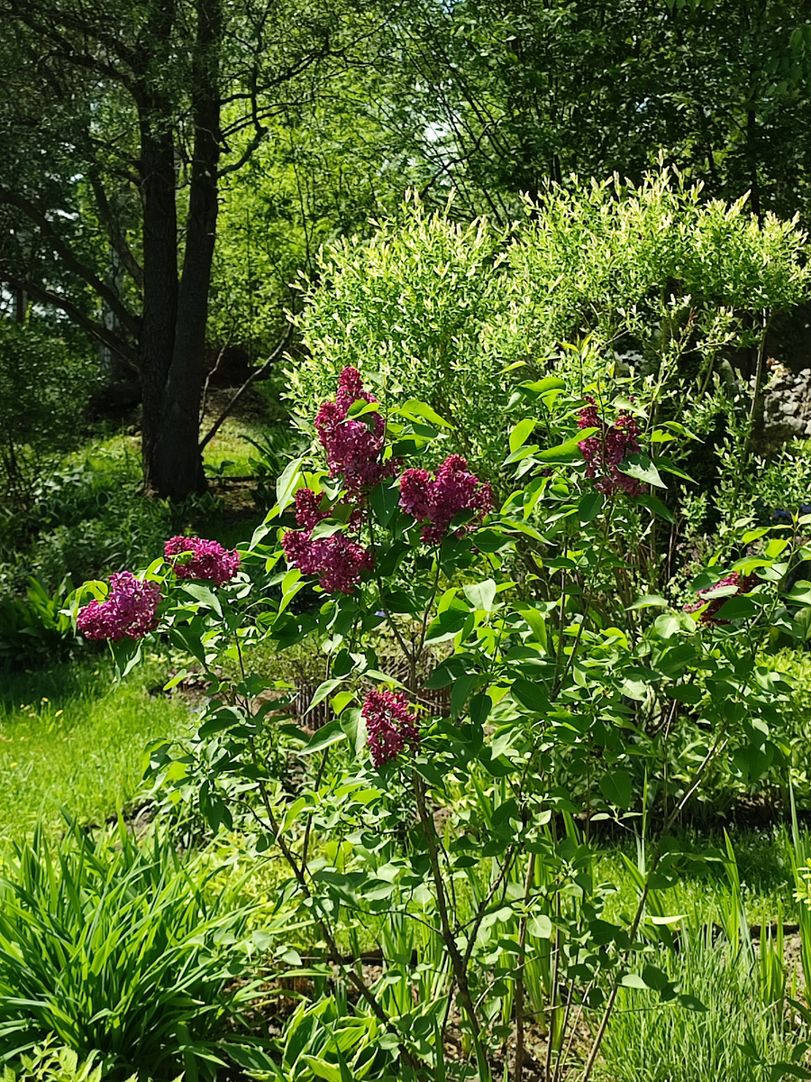 Это богатое цветение, точно-точно 😄