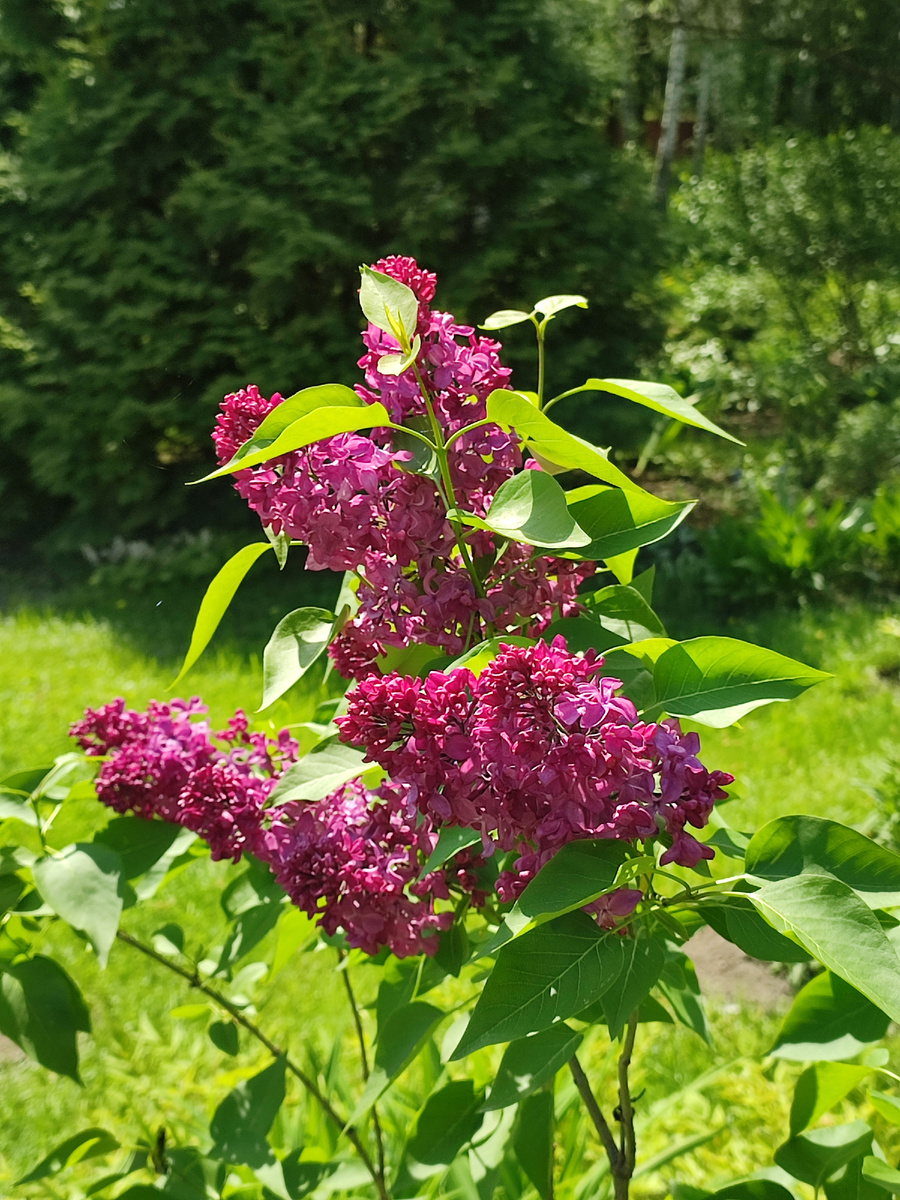 Цвет, конечно, не сиреневый, а скорее бордово-малиновый
