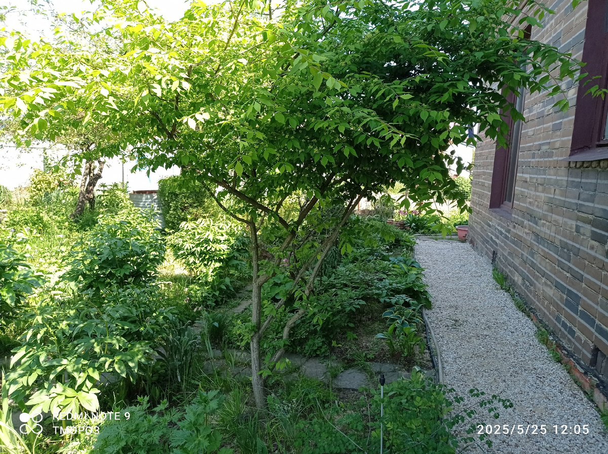 Бересклет крылатый