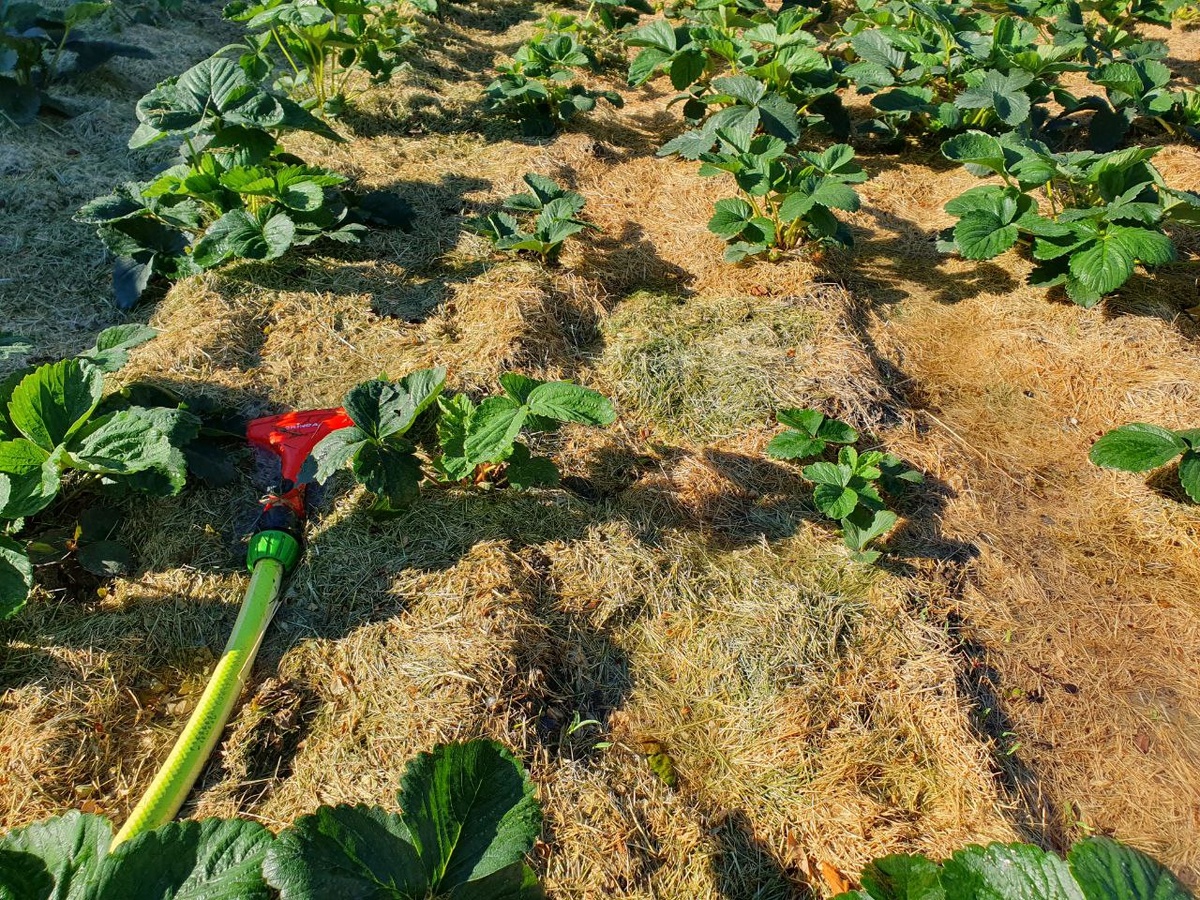 Фото из личного архива. Полив клубники 2025 год.