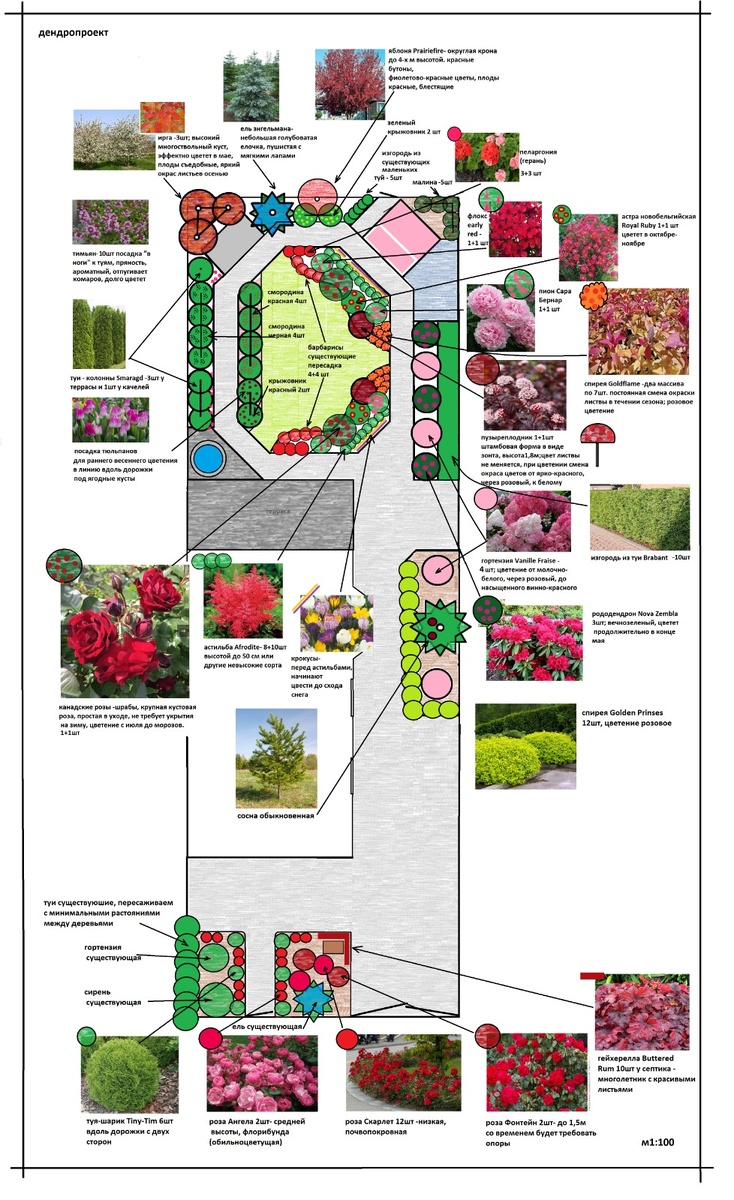 Генеральный план и дендро-проект участка "Красный сад" от ландшафтного дизайнера стоимостью 35 т.р.