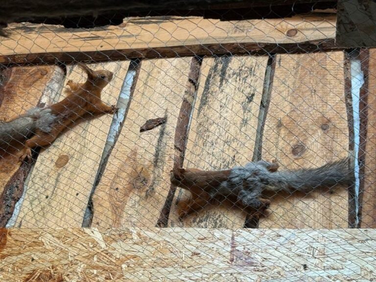    Белки в городе. В парке Строителей Орска появились новые обитатели Белов Михаил Александрович