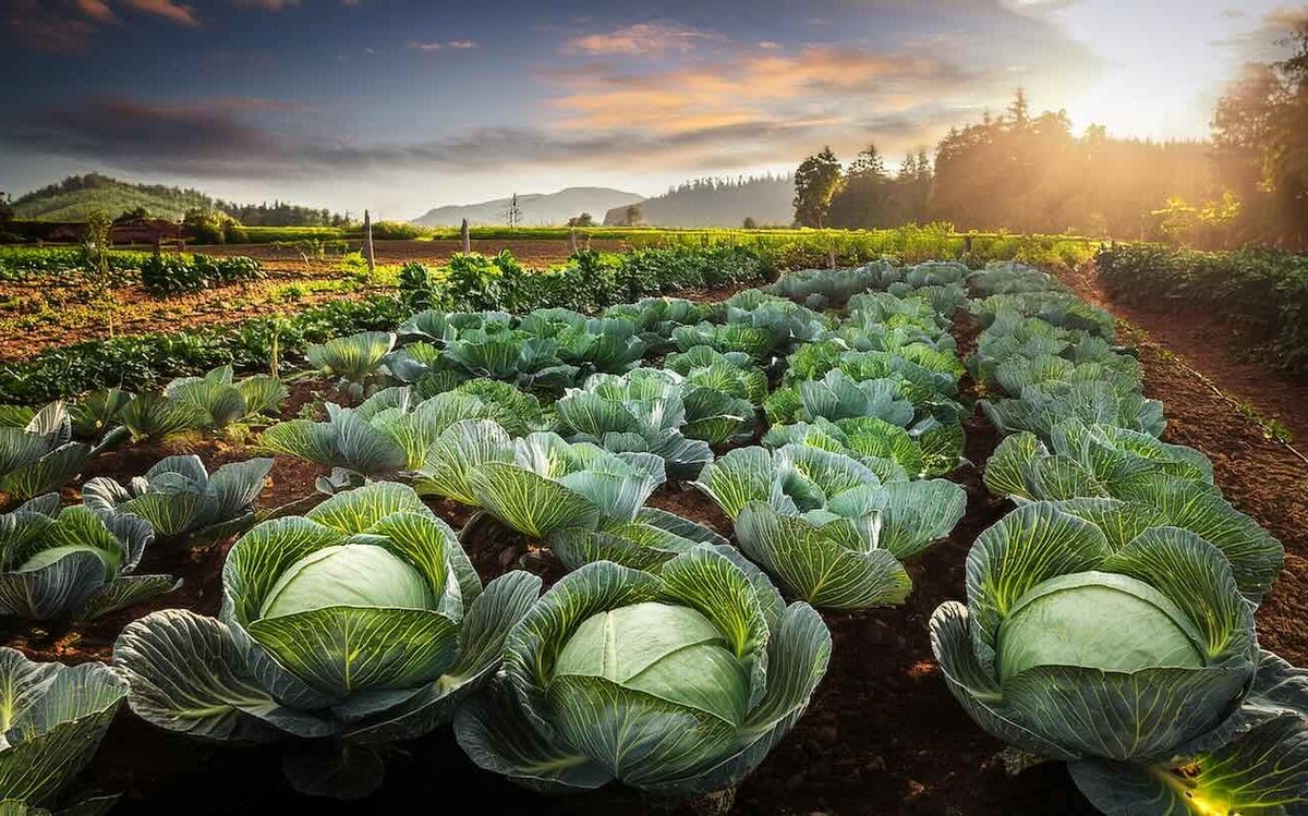 Вредители больше не страшны вашей капусте: валерьянка надежно защитит урожай / Фото: Pogovorim.by