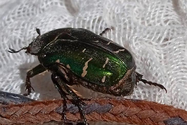    Фото Алексея Яновского