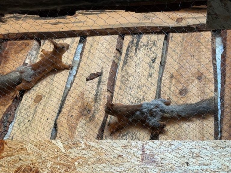    В орском парке Строителей выпустили 17 белок Оренбуржье