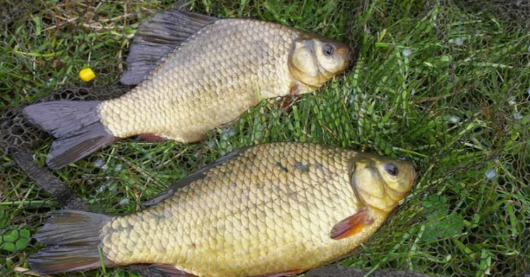 Крупный карась. Источник фото fishlovlya.ru