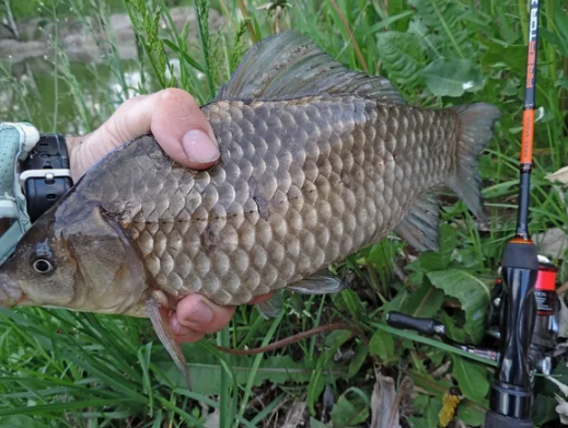 Карась после нереста. Источник фото moyanahodka.ru