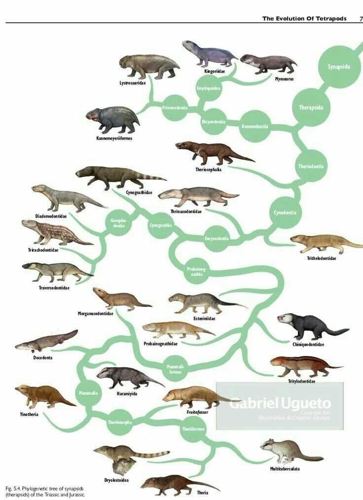 Филогенетическое древо триасовых-юрских терапсид, в том числе и цинодонтов с млекопитающими.