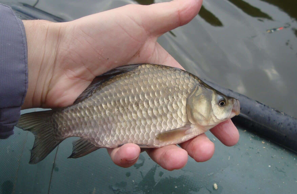 Карась пойманный с лодки. Источник фото youdrop.ru