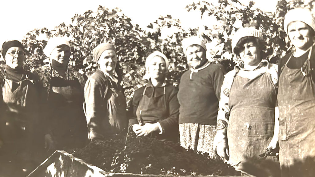    На уборке винограда.