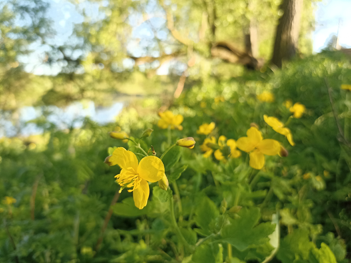 Яркие краски весны