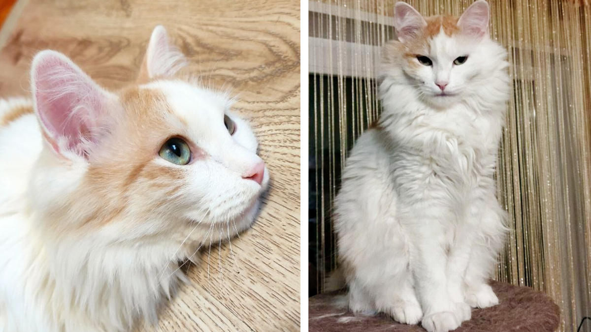 Даже у нашего беспородного добряка Нафани настроение меняется от "милого зайки" до коварного лиса, что уж говорить о тех, чей характер продиктован селекционным отборами.