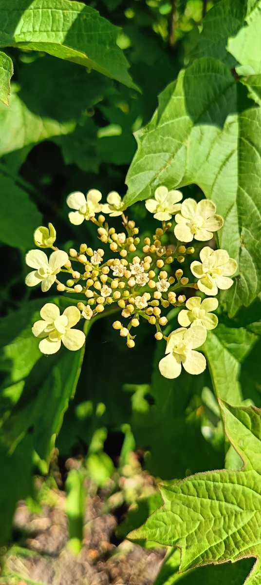 Калина цветёт. Фото автора.