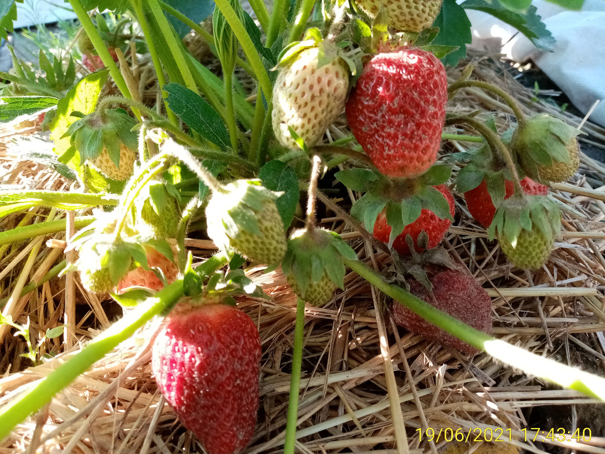 Вот и гнилая ягода встретилась